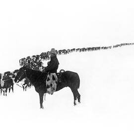 Wintertime Cattle Drive by Underwood Archives  Charles Belden