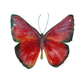 16 Mesene Rubella Butterfly by Amy Kirkpatrick