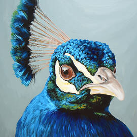 Peacock by Lesley Alexander