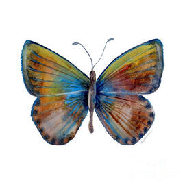 22 Clue Butterfly by Amy Kirkpatrick