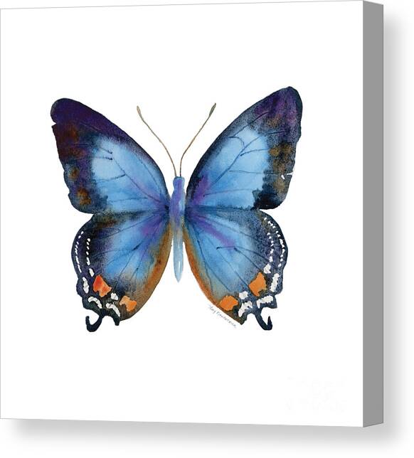 80 Imperial Blue Butterfly Canvas Art Print by Amy Kirkpatrick