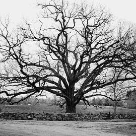 A Bare Oak Tree by Tom Leonard