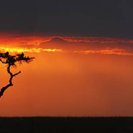 African Sunset by Gp232