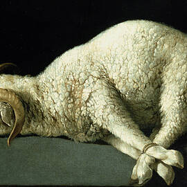 Agnus Dei by Francisco de Zurbaran
