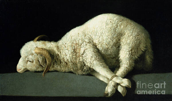 Wall Art - Painting - Agnus Dei by Francisco de Zurbaran