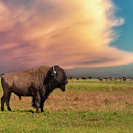 American Bison At Sunset by Mike Hill