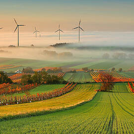 Autumn Atmosphere In Vineyards by Matej Kovac