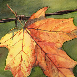 Autumn Maple Leaf by Antony Galbraith