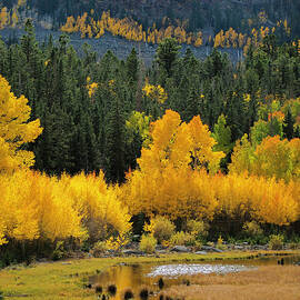 Autumn On Boulder Mt. Utah by Bradley L. Cox