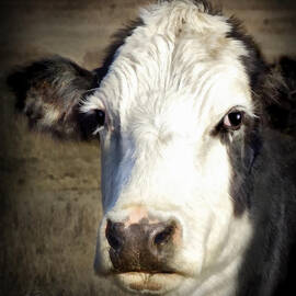 Black and White Cow by Ann Powell