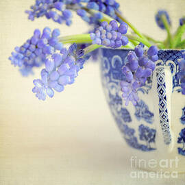 Blue Muscari flowers in blue and white china cup by Lyn Randle