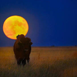 BUFFALO MOON by Kadek Susanto