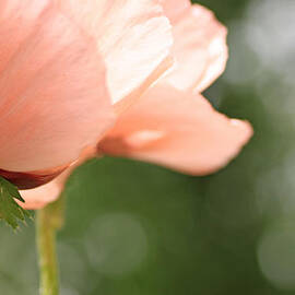 California Poppies by Kitty Ellis