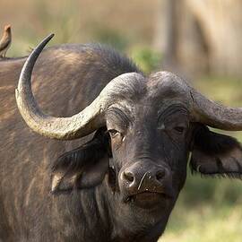 Cape Buffalo Portrait From Africa by Gp232