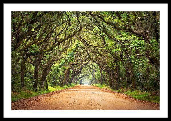 Charleston Sc Edisto Island - Botany Bay Road Framed Print