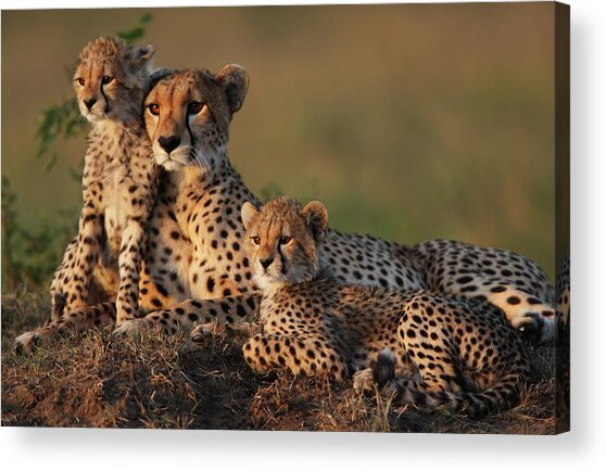 Cheetah Family Acrylic Print