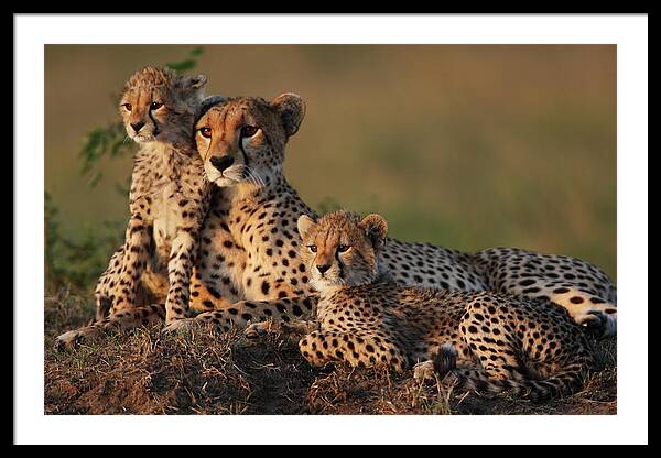 Cheetah Family Framed Print