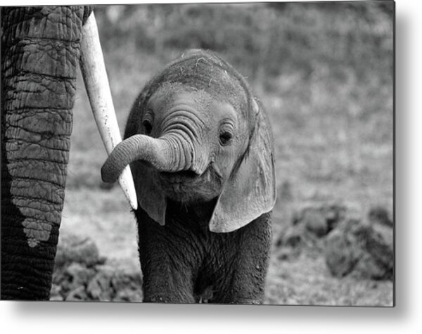 Close Metal Print