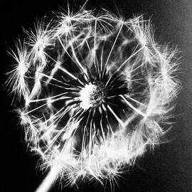 Dandelion Seed Head Taraxacum by Christian Adams