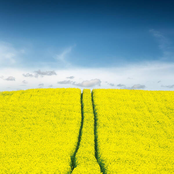 Wall Art - Photograph - Daydreams by Ian David Soar