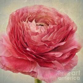 dusty pink by Priska Wettstein