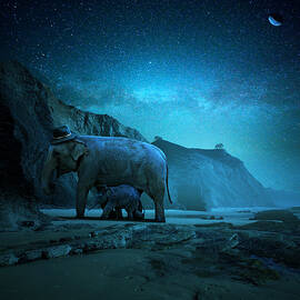 Elephant's night by Tomasz Zaczeniuk