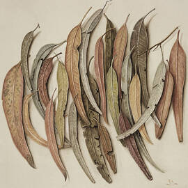 Eucalyptus Leaves by Jenny Barron