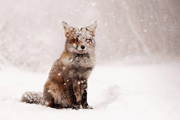 Fairytale Fox _ Red Fox In A Snow Storm Art Print