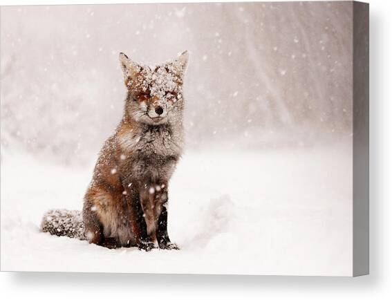 Fairytale Fox _ Red Fox in a Snow Storm Canvas Art Print by Roeselien Raimond