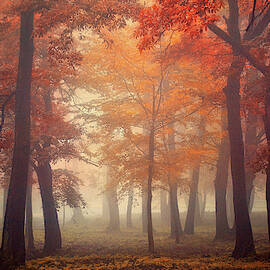 Feel by Ildiko Neer