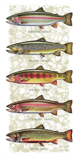 Five Trout Panel Art Print