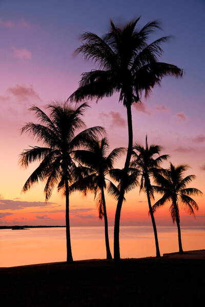 Florida Breeze Poster