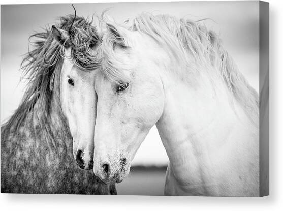 Friends V Canvas Art Print by Tim Booth