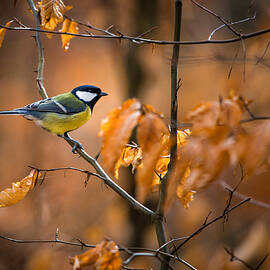 Great Tit In Autumn Colours by Marcin Kopczynski
