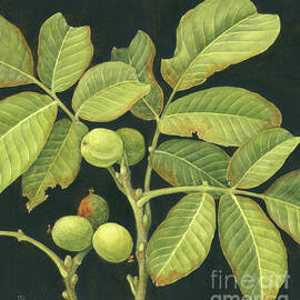 Green walnut by Jenny Barron