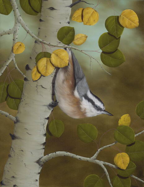 Wall Art - Painting - Hanging Around-Red Breasted Nuthatch by Rick Bainbridge