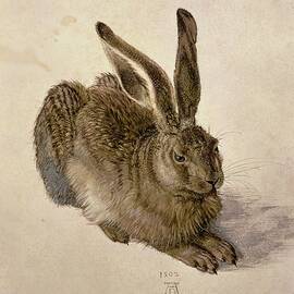 Hare by Albrecht Durer