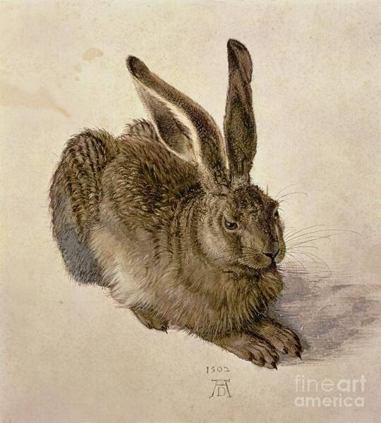 Wall Art - Painting - Hare by Albrecht Durer