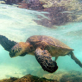 Hawaiian Green Sea Turtle by Christopher Johnson