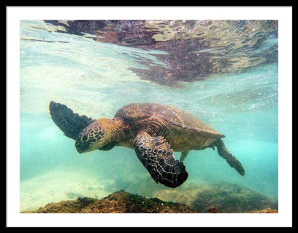 Hawaiian Green Sea Turtle Framed Print