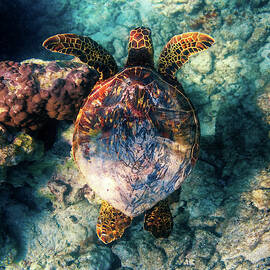 Hawaiian Honu by Christopher Johnson
