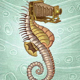 Hippocampus camerarum by Pepetto Gallery