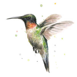 Hummingbird by Olga Shvartsur