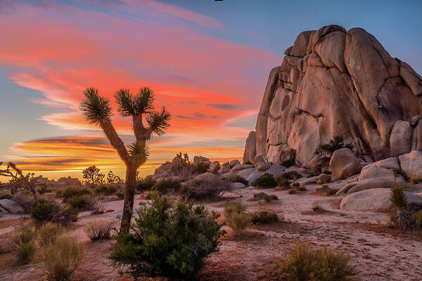 Joshua Tree Sunset Art Print