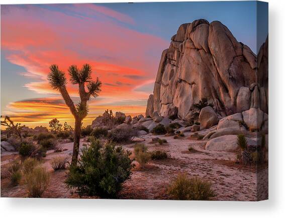 Joshua Tree Sunset Canvas Art Print by Peter Tellone