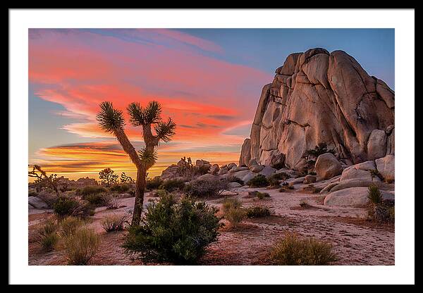 Joshua Tree Sunset Framed Print