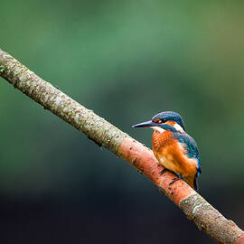 Kingfisher by Marcin Kopczynski