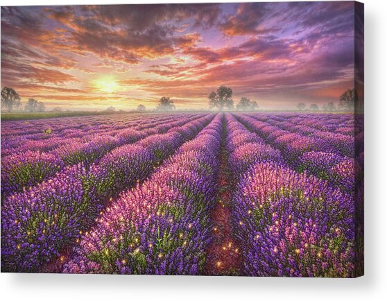 Lavender Field Acrylic Print