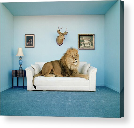 Lion Lying On Couch, Side View Acrylic Print