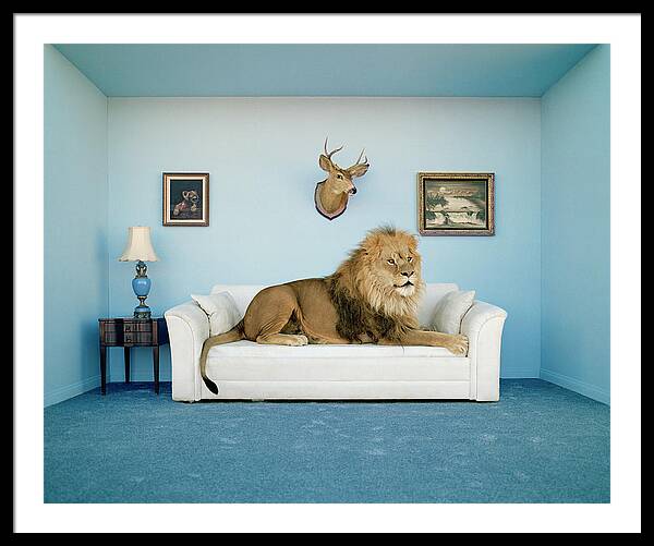 Lion Lying On Couch, Side View Framed Print